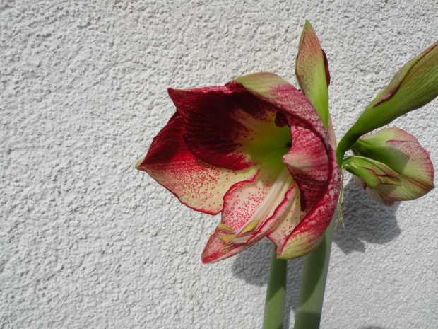 'Flamenco Queen'