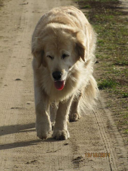 ranek zastał Lady na polnej drodze