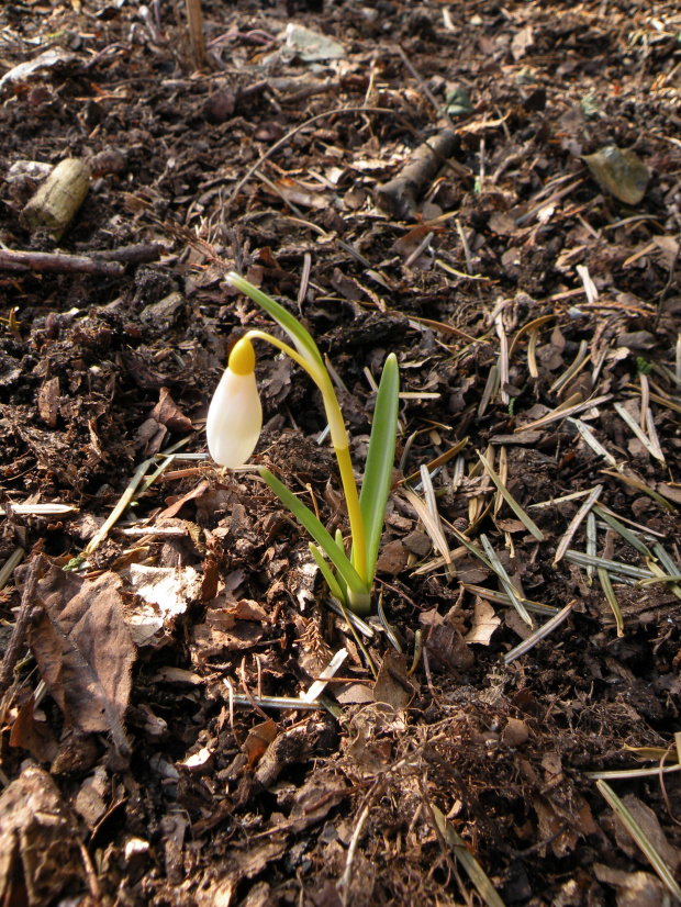 Galanthus nivalis 'Sandersii'