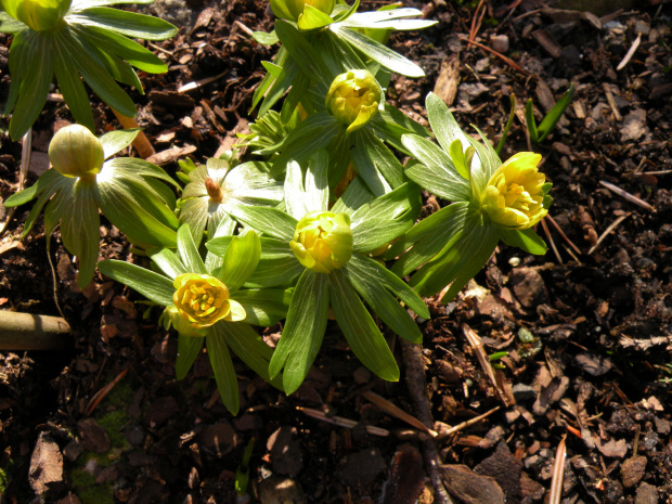 Eranthis hyemalis 'Flore Pleno'