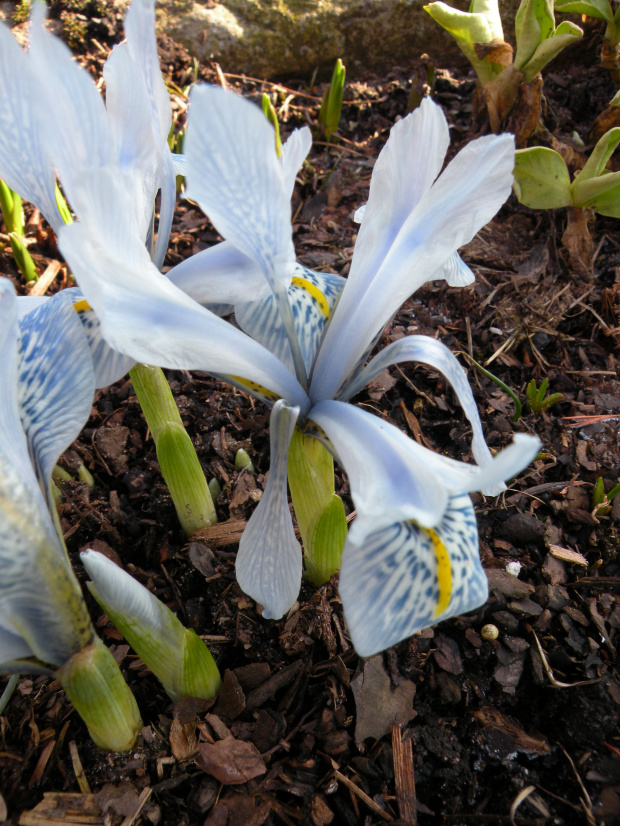 Iris 'Sheila Ann Germany'