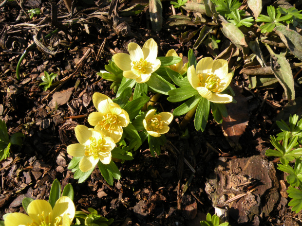 Eranthis hyemalis 'Schwefelglanz'