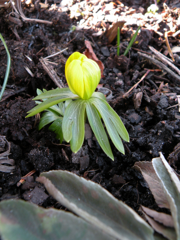 Eranthis hyemalis 'Grünling'