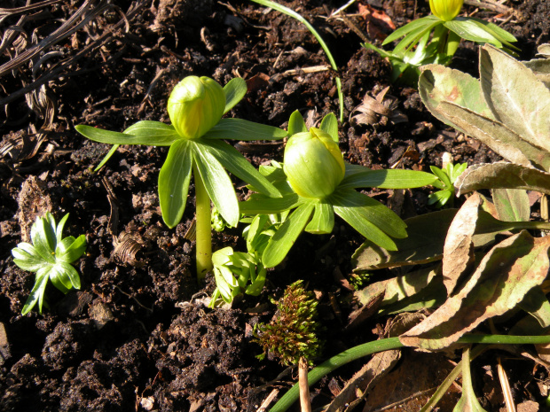 Eranthis hyemalis 'Grünling'