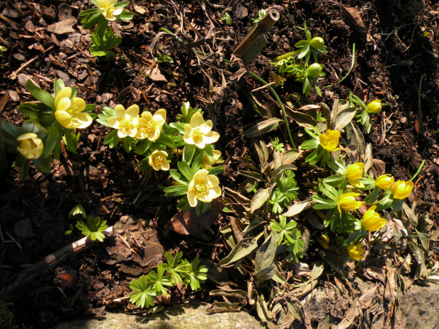 Eranthis hyemalis 'Schwefelglanz'