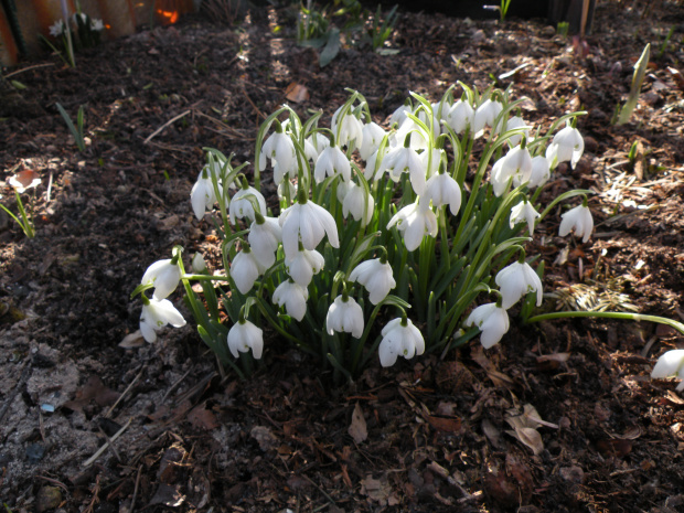 Galanthus nivalis 'Flore Pleno'