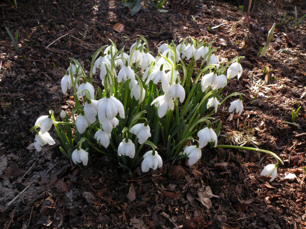 Galanthus nivalis 'Flore Pleno'