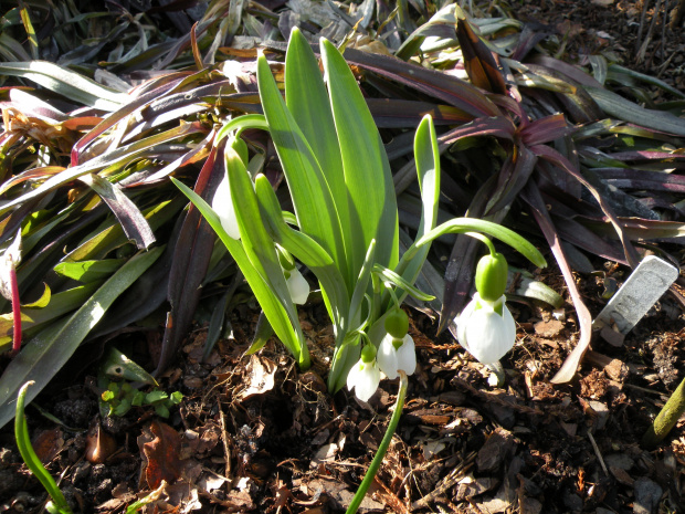 Galanthus elwesii