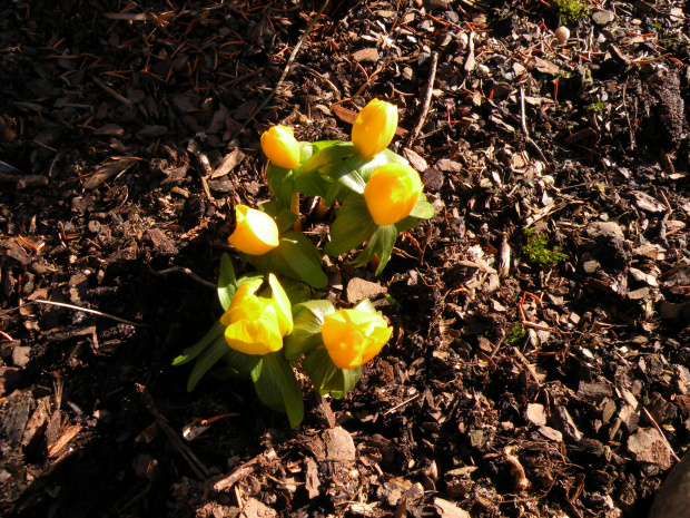 Eranthis hyemalis 'Orange Glow'