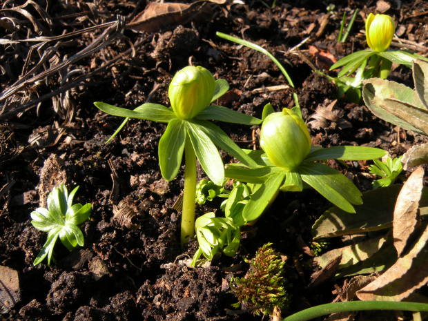 Eranthis hyemalis 'Grünling'