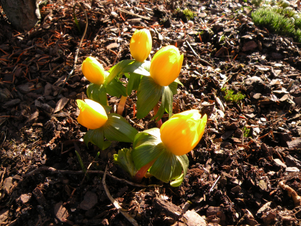 Eranthis hyemalis 'Orange Glow'