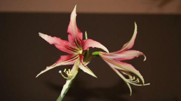 #amarylis #hippeastrum #zwartnica