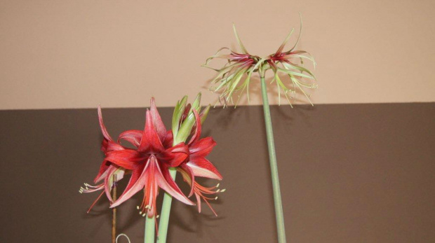 #amarylis #hippeastrum #zwartnica