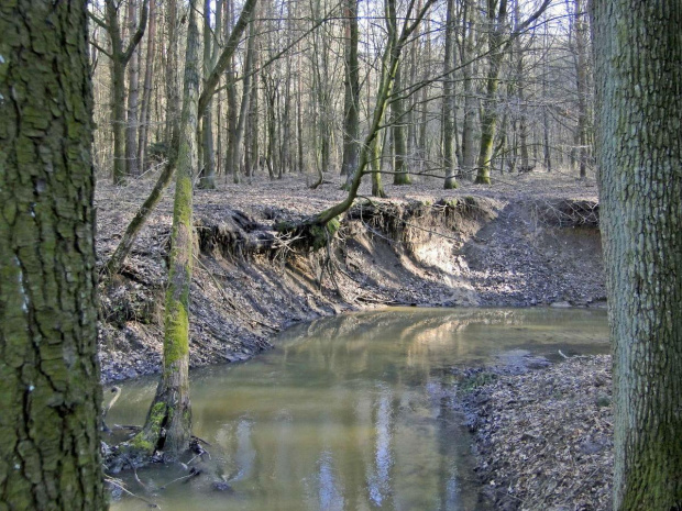 Szwajcaria Godurowska to malowniczy teren który został tak nazywany przez mieszkańców gminy . Miejsce ciszy i spokoju ... Drewniany most, wolno przepływająca woda i piękno przyrody zachwycają amatorów pieszych, rowerowych i konnych wycieczek z całego p...