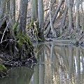 Szwajcaria Godurowska to malowniczy teren który został tak nazywany przez mieszkańców gminy . Miejsce ciszy i spokoju ... Drewniany most, wolno przepływająca woda i piękno przyrody zachwycają amatorów pieszych, rowerowych i konnych wycieczek z całego p...