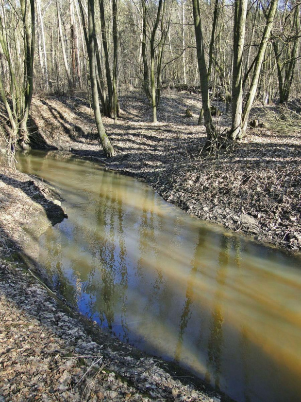 Szwajcaria Godurowska to malowniczy teren który został tak nazywany przez mieszkańców gminy . Miejsce ciszy i spokoju ... Drewniany most, wolno przepływająca woda i piękno przyrody zachwycają amatorów pieszych, rowerowych i konnych wycieczek z całego p...